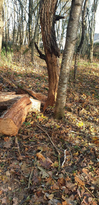 forêt de Châtellerault